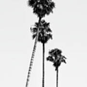 Black California Series - Hollywood Palm Trees Art Print