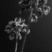 Black California Series - L.a Palm Trees Art Print