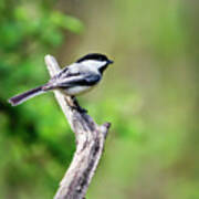 Black Capped Chickadee Bird Art Print