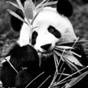 Black China Series - Panda Art Print