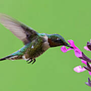 Male Black-chinned Hummingbird In Action Art Print