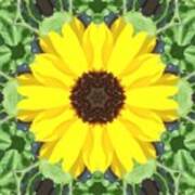 Black Eyed Susan #2 Art Print