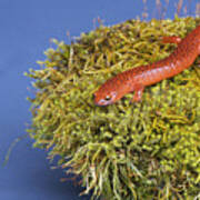 Black Lipped Salamander Sitting On A Moss Covered Rock. Art Print