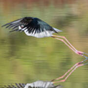 Black-necked Stilt 7146-102320-2 Art Print