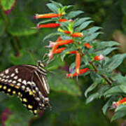 Black Swallowtail With Cigar Art Print