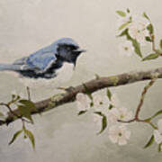 Black-throated Blue Warbler Art Print