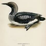 Black-throated Loon Colymbus Arcticus Illustrated By The Von Wright Brothers Art Print