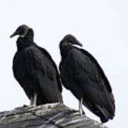 Black Vultures Art Print