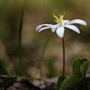 Bloodroot Art Print