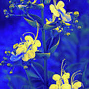 Blue And Yellow Blue Butterfly Bush Art Print