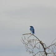 Blue Bird In The Wind 4 Art Print