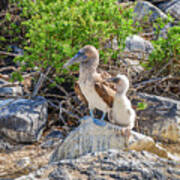 Blue-footed Booby Hen And Her Chick Art Print