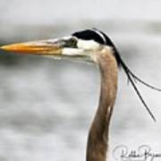 Blue Heron Focused On His Prey Art Print