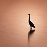 Blue Heron Silhouette And Reflection Art Print