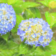 Blue Hydrangea Deux Watercolor Art Print