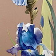 Blue Irises Art Print