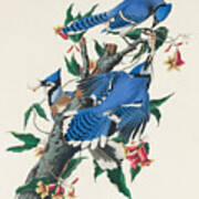 Blue Jay. John James Audubon Art Print
