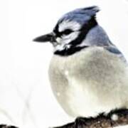 Blue Jay On A Snow Day Art Print