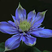 Blue Light Clematis Photograph by Giacomini Pixels