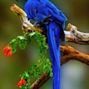 Blue Macaw Art Print