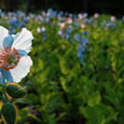 Blue Poppy In Poppy Field Art Print