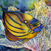 Blue Ring Angelfish Art Print