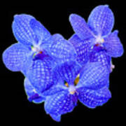 Blue Vanda Orchids, 1-22 Art Print