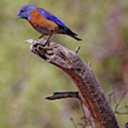 Bluebird At Red Canyon Art Print