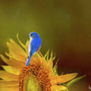 Bluebird On Sunflower Art Print
