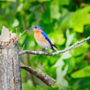 Bluebird Perch Art Print