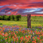 Bluebonnets Paintbrush And A Dramatic Sky Art Print