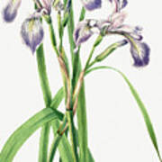 Blueflag Iris Art Print