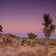 Blues And Pinks In The Mojave Art Print