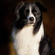 Border Collie Portrait Art Print