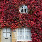 Boston Ivy Covering A Cottage In Stow On The Wold Art Print