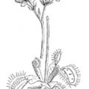 Botany Plants Antique Engraving Illustration: Venus Flytrap, Dionaea Muscipula Art Print