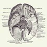 Brain Nervous System Diagram - Vintage Anatomy 2 Art Print