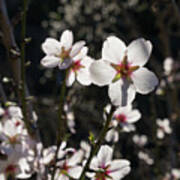 Bright White Almond Blossoms In The Mediterranean Sunlight Art Print