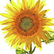 Bright Yellow Sunflower Art Print