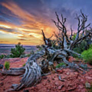 Bristlecone Sunset Art Print