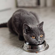 British Cat Eating Food From A Bowl On The Floor Art Print