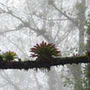 Bromeliads On Top Of Cerro Uyuca 1 Art Print