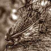 Brood X Cicadas 2021 Love - Sepia Art Print