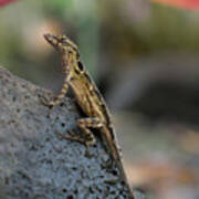 Brown Anole Female In A Garden Art Print