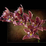 Brown Orchids Art Print
