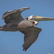 Brown Pelican At Kiawah Art Print