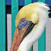 Brown Pelican Profile Art Print
