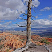 Bryce Canyon National Park - Still Standing Art Print
