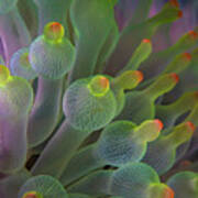 Bubble Anemone 1 Art Print