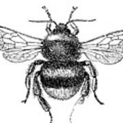 Buff-tailed Bumblebee (bombus Terrestris) Art Print